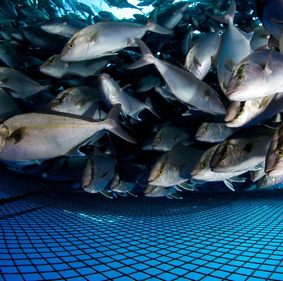 PSA Oxygen Generator Application